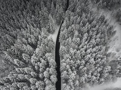 松树航空摄影